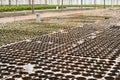 Seedlings in the greenhouse. half of the huge greenhouse in black seedlings with land. half a greenhouse in green grass lettuce se