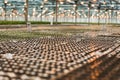 seedlings in the greenhouse. half of the huge greenhouse in black seedlings with land. half a greenhouse in green grass lettuce se