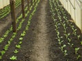 Seedlings greenhouse kohlrabi lettuce spinach young planting tuber bio detail foil field root crop farm farming garden Royalty Free Stock Photo