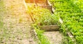 Seedlings in a greenhouse, ready for planting in the field. saplings, eggplants, tomatoes, peppers. agriculture, farming. selectiv Royalty Free Stock Photo