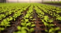 Seedlings in greenhouse. Salad Royalty Free Stock Photo