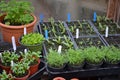 Seedlings of vegetable Germinating seeds and caring for Seedlings