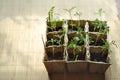 Seedlings in the ground