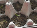 Seedlings Grow Egg Carton