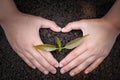 Seedlings that grow from perfect soil. Human hands are creating heart-shaped symbols to protect seedlings. The concept of caring