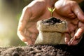 The seedlings are growing in bags sacked on fertile soils. As the men`s hands are gently encirecled, ecology concept Royalty Free Stock Photo