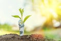 seedlings are growing from the 100 dollar bill. With the bokeh background and the morning sun shining Royalty Free Stock Photo
