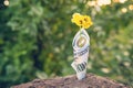 seedlings are growing from the 100 dollar bill. With the bokeh background and the morning sun shining Royalty Free Stock Photo