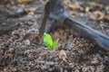 The seedlings are growing from fertile soil. Rebirth to create oxygen for the world, create life for nature.