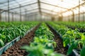 Seedlings growing in a greenhouse using hydroponics system Royalty Free Stock Photo