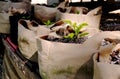 Seedlings Growing in Grow Bags