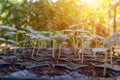 Seedlings growing in the planting panel lighting