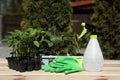 Seedlings growing in plastic containers with soil, rubber gloves and spray bottle on wooden table outdoors