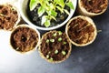 Seedlings growing in small cardboard containers