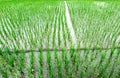 Seedlings growing in water