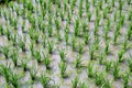 Seedlings growing in water