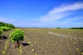 Seedlings grown on the coast Planted to take care of the coast Small trees of mangrove trees are growing. Royalty Free Stock Photo