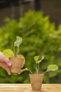 seedlings.hands take cups with kohlrabi seedlings from a wooden table on a green garden background.Growing Vegetables