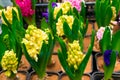 Seedlings of hyacinths in pots. Sale at flower shop