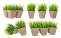 Cardboard pot for growing plants with sprouts Royalty Free Stock Photo