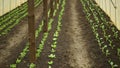 Seedlings kohlrabi lettuce spinach young planting tuber bio detail greenhouse foil field root crop farm farming garden