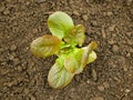 Seedlings Lactuca sativa lettuce leaves vegetable butterhead bio green red capitata young planting detail greenhouse Royalty Free Stock Photo