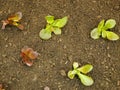 Seedlings Lactuca sativa lettuce leaves vegetable butterhead bio green red capitata young planting detail greenhouse Royalty Free Stock Photo