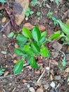 Garden: Seedlings of lemon plant on ferm