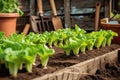 Seedlings of lettuce with gardening tools outside the potting shed Royalty Free Stock Photo