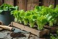 Seedlings of lettuce with gardening tools outside the potting shed Royalty Free Stock Photo