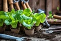 Seedlings of lettuce with gardening tools outside the potting shed Royalty Free Stock Photo