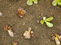 Seedlings lettuce Lactuca sativa leaves vegetable butterhead bio green red capitata young planting detail greenhouse Royalty Free Stock Photo