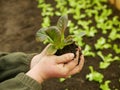 Seedlings lettuce leaves butterhead hand soil palms close-up wearing bio green Lactuca sativa vegetables gardening young