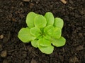 Seedlings lettuce leaves vegetable butterhead bio green Lactuca sativa capitata young planting green detail greenhouse