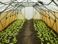 Seedlings lettuce oakleaf bio green Lactuca sativa vegetables young planting oak leaf green detail greenhouse foil field