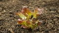 Seedlings lettuce oakleaf bio red Lactuca sativa vegetables young planting oak leaf green detail greenhouse foil field Royalty Free Stock Photo