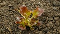 Seedlings lettuce oakleaf bio red Lactuca sativa vegetables young planting oak leaf green detail greenhouse foil field Royalty Free Stock Photo