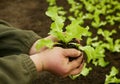 Seedlings lettuce oakleaf hand soil palms close-up wearing bio green Lactuca sativa vegetables gardening young planting