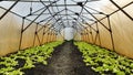 Seedlings lettuce vegetable oakleaf bio green Lactuca sativa young planting oak leaf green detail greenhouse foil field