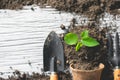 Seedlings, loam and planting equipment are placed on a white wooden floor, ecology concept