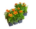 Seedlings of marigolds isolated on white