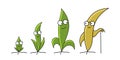Seedlings mascot. From young to old age. Plant growth size stages. Agricultural character. Ripening shoots period