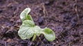 Seedlings of melon that are growing from seed on the ground and water droplets on leaves Royalty Free Stock Photo