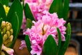 Seedlings of hyacinths in pots. Sale at flower shop