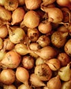 Seedlings onion top view. Gardening farming Vegetable