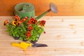 Seedlings of pansies flowers in pot, gardening tools and green watering can on wooden background. Royalty Free Stock Photo