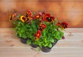 Seedlings of pansy flowers in plastic pot. Selective focus Royalty Free Stock Photo