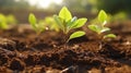 Seedlings of pear trees showcasing promising development in the orchard