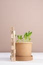 Seedlings peas in pot on white wood table, beige wall, wood cubes with lettering `Earth day`, vertical.