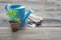 Seedlings in a peat pot and blue watering can Royalty Free Stock Photo